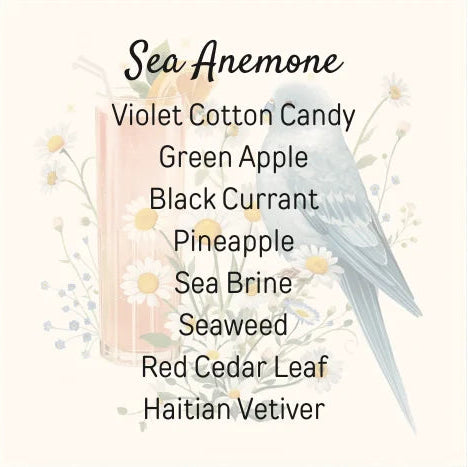 Sea Anemone
