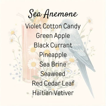 Sea Anemone